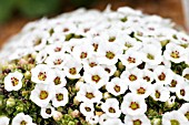 SAXIFRAGA COOLOCK GEM