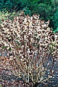 HYDRANGEA PANICULATA DEGUSTAR IN WINTER