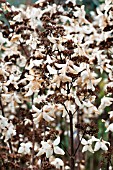 HYDRANGEA PANICULATA DEGUSTAR IN WINTER