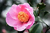 CAMELLIA PITARDII VAR YUNNANICA