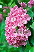 KALMIA LATIFOLIA PINK CHARM