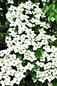 CORNUS KOUSA VAR CHINENSIS SCHMETTERLING