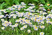 ERIGERON OREGANUS