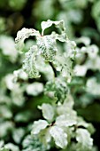 PITTOSPORUM TENUIFOLIUM IRENE PATERSON