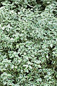 PITTOSPORUM TENUIFOLIUM MARJORY CHANNON