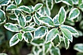 PITTOSPORUM TENUIFOLIUM MARJORY CHANNON