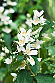 PHILADELPHUS LEWISII VAR. GORDONIANUS