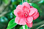 CAMELLIA JAPONICA RAINY SUN