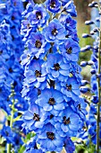 DELPHINIUM THAMESMEAD