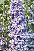 DELPHINIUM SPINDRIFT