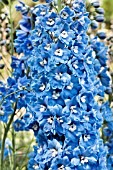 DELPHINIUM GERTRUDE SAHIN