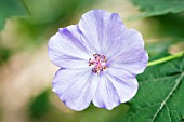 ABUTILON X SUNTENSE GEOFFREY GORER