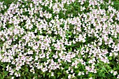 NEMESIA DENTICULATA