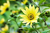 HELIANTHUS LEMON QUEEN