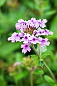 VERBENA SEABROOKS LAVENDER SEALAV