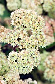 SEDUM TELEPHIUM SUBSP. MAXIMUM GOOSEBERRY FOOL