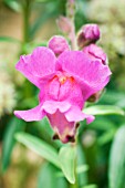 ANTIRRHINUM LAVENDER RIBBON