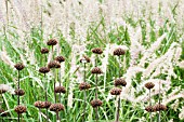 PHLOMIS RUSSELIANA WITH PENNISETUM ORIENTALE SHOGUN