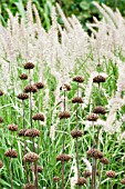 PHLOMIS RUSSELIANA WITH PENNISETUM ORIENTALE SHOGUN