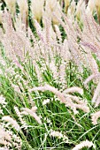 PENNISETUM ORIENTALE SHOGUN