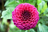 DAHLIA BLYTON ROYAL VELVET