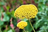 ACHILLEA FILIPENDULINA CLOTH OF GOLD