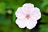 GERANIUM SANGUINEUM VAR. STRIATUM