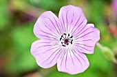 GERANIUM WALLICHIANUM