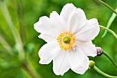 ANEMONE X HYBRIDA ELEGANS