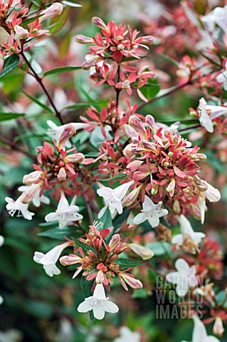 ABELIA_X_GRANDIFLORA