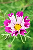 COSMOS BIPINNATUS PIED PIPER RED