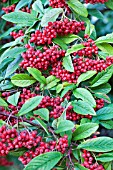 COTONEASTER FRIGIDUS SAINT MONICA