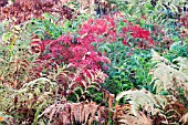 ACER PALMATUM CRIMSON PRINCE AND FERNS IN AUTUMN