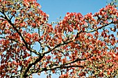 CORNUS KOUSA CHINENSIS