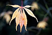 ACER PALMATUM ELEGANS