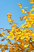 ACER PALMATUM SATSUKI-BENI