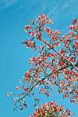 CORNUS KOUSA CHINENSIS