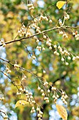 STYRAX JAPONICUS