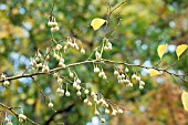 STYRAX JAPONICUS