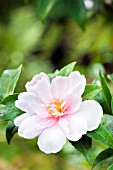 CAMELLIA SASANQUA JEAN MAY