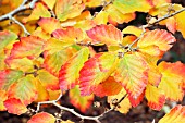 HAMAMELIS VERNALIS