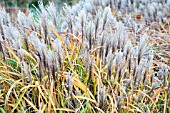 MISCANTHUS SINENSIS MALEPARTUS