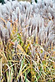 MISCANTHUS SINENSIS MALEPARTUS