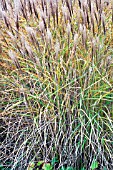 MISCANTHUS SINENSIS UNDINE