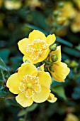 HYPERICUM X CYATHIFLORUM GOLD CUP