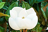 MAGNOLIA GRANDIFLORA CHARLES DICKENS