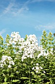 PHLOX PANICULATA SNOW HARE