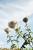 ECHINOPS BANNATICUS STAR FROST