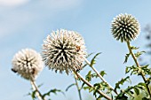 ECHINOPS BANNATICUS STAR FROST