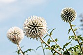 ECHINOPS BANNATICUS STAR FROST